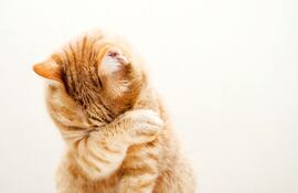 ¿Tu gato es tímido o tiene trastorno de ansiedad?