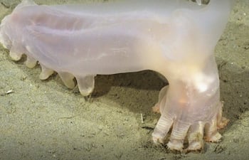 Especies encontradas en el fondo del Mar Argentino por la expedición del Consejo Nacional de Investigaciones Científicas y Técnicas (CONICET).