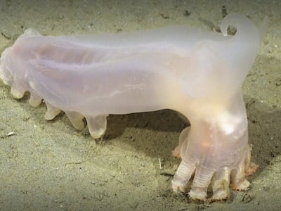 Especies encontradas en el fondo del Mar Argentino por la expedición del Consejo Nacional de Investigaciones Científicas y Técnicas (CONICET).