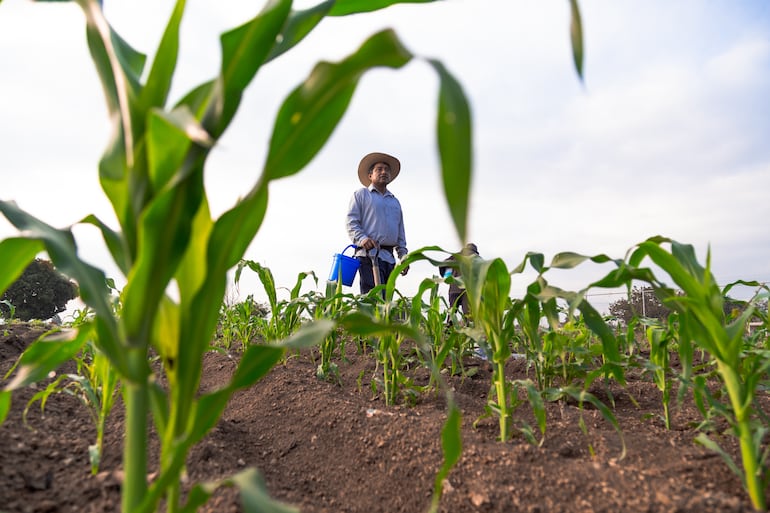 Un campesino trabaja en una plantación de maíz.