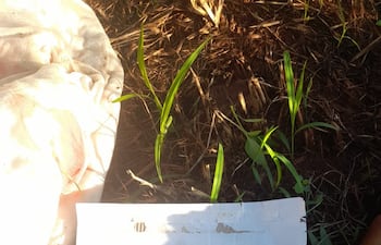 Los autodenominados Justicieros de la Frontera: matan a un hombre y dejan una pancarta con la inscripción "no robar".