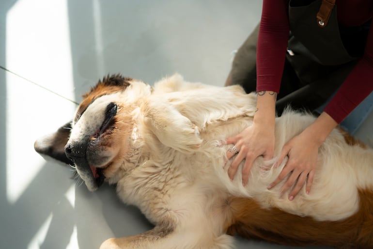 Concepto de perro que muestra la panza.