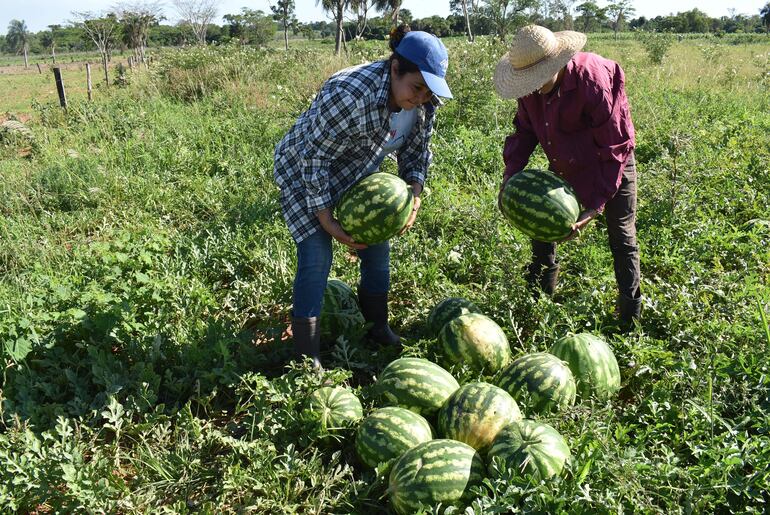 Las frutas son de excelente calidad y con precios accesibles para los consumidores  
