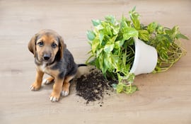 ¿Quién es el culpable? Este perrito intenta evadir su responsabilidad pero la cara de culpa lo delata.
