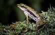 Fotografía difundida por el Instituto Peruano de Herpetología de una rana 'Atelopus harlequin'.