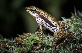 Fotografía difundida por el Instituto Peruano de Herpetología de una rana 'Atelopus harlequin'.