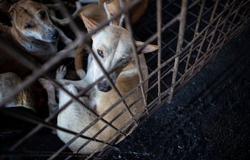 Los animales para el consumo humano suelen transportarse en jaulas en pésimas condiciones.