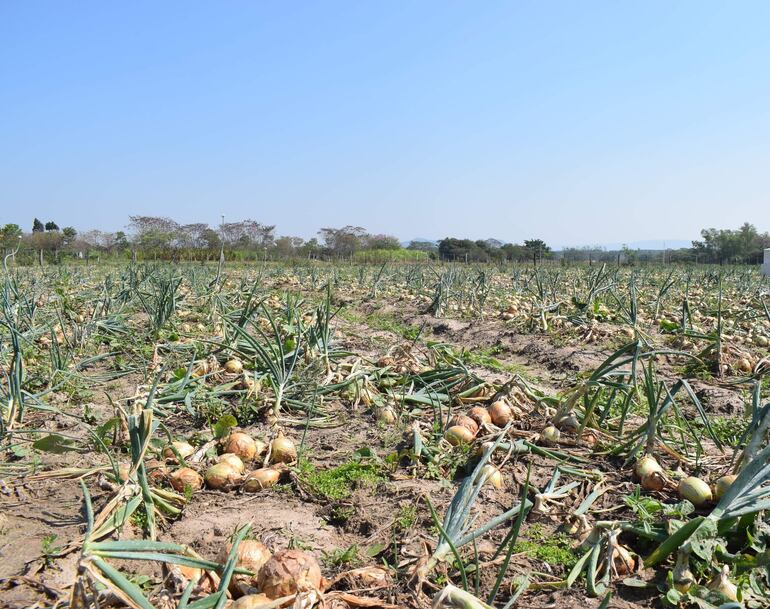 Mientras los productores reciben apenas G. 2.500 por kilo, los supermercados mantienen la cebolla a precios elevados, denuncian los agricultores.