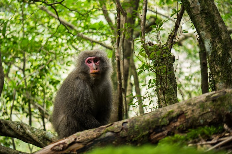 Macaco en Yakushima, Japón.
