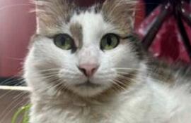 Necesitamos la ayuda de nuestra comunidad para encontrar a Kira, una adorable gatita que se extravió.