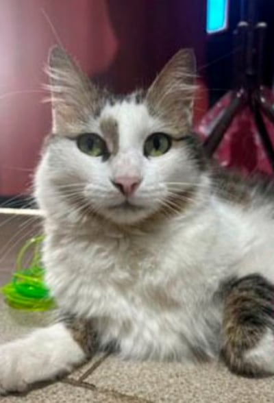 Necesitamos la ayuda de nuestra comunidad para encontrar a Kira, una adorable gatita que se extravió.