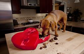 El chocolate es uno de los regalos más comunes en San Valentín, pero es altamente tóxico para perros y gatos.