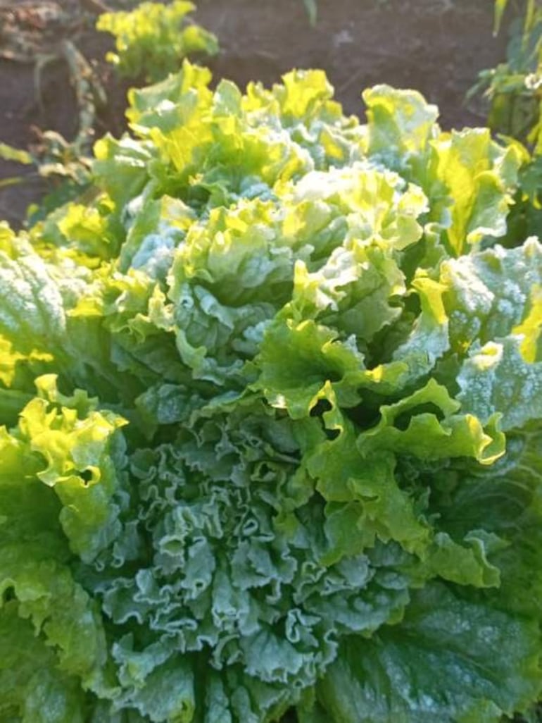 Cultivo de lechuga con hojas verdes y rizadas cubiertas de escarcha en un ambiente agrícola.