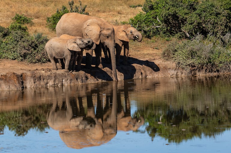 Elefantes africanos.