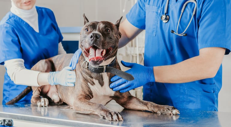 Perro en la veterinaria.