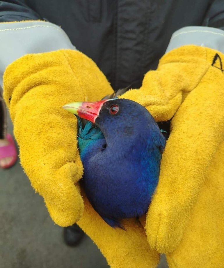 Pájaro de plumaje azul, sostenido con guantes amarillos, en un entorno al aire libre.