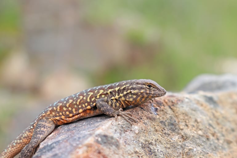 Uta stansburiana elegans.
