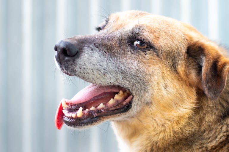 Impacto del choque térmico en perros.