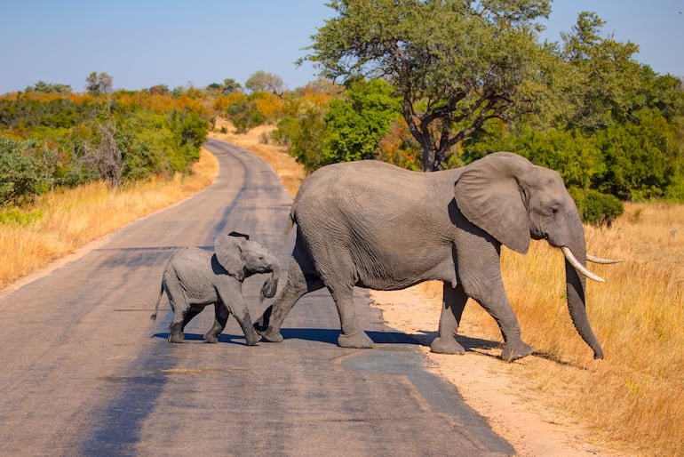 Elefantes africanos.