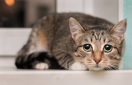 Si un gato se lesiona o queda atrapado en un lugar diferente, puede estar escondido en silencio o llorando.