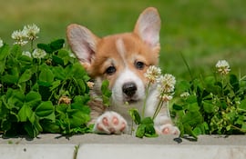 Cachorro de la raza Corgi.