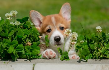 Cachorro de la raza Corgi.