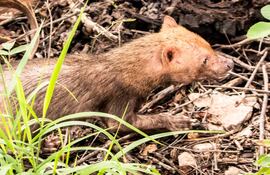 Jagua yvyguy en el Parque Nacional Serranía San Luis.
