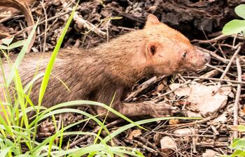 Jagua yvyguy en el Parque Nacional Serranía San Luis.