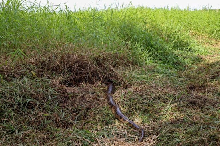 Serpiente grande deslizándose sobre césped verde en un entorno natural con vegetación densa.