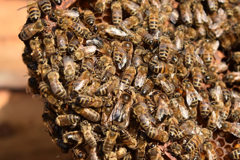 Abejas.