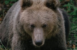 Las autoridades de Japón han comenzado a ofrecer subsidios e incentivos económicos para la caza de osos en el país, ante el incremento sin precedentes de ataques de estos animales a personas en los últimos meses, especialmente en el norte del país.