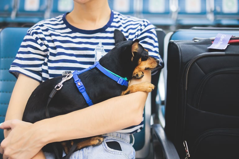 Perro viajero.