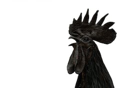 Ayam Cemani, pollo negro de Indonesia.