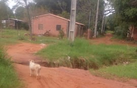 Un perro pareciera "analizar" la forma de cruzar la zanja en el barrio Cañadita, de la ciudad de Ñemby. El barrio, prácticamente, se encuentra dividido en dos.