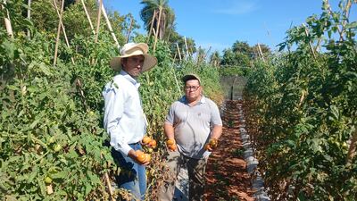 Los productores Gustavo Benítez y Alcides González muestran frutos de tomate que no pueden vender.