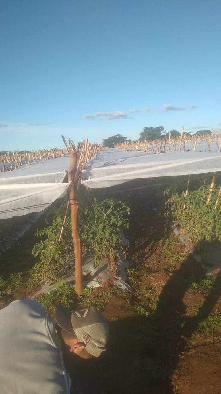 Hombre con camisa clara y gorra trabaja en un campo con plantas de tomate bajo un cielo despejado.