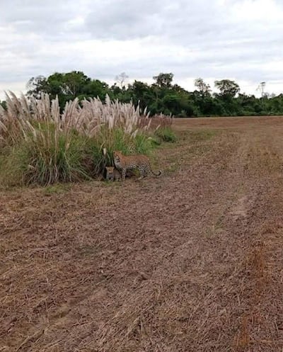 San Pedro del Paraná: investigarán presunto avistamiento de jaguareté con su cría