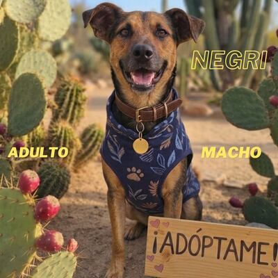 La Dirección de Defensa Animal publicó el catálogo de adopción en la "Edición Amigos".