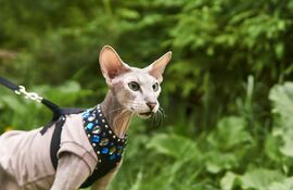Gato Peterbald.