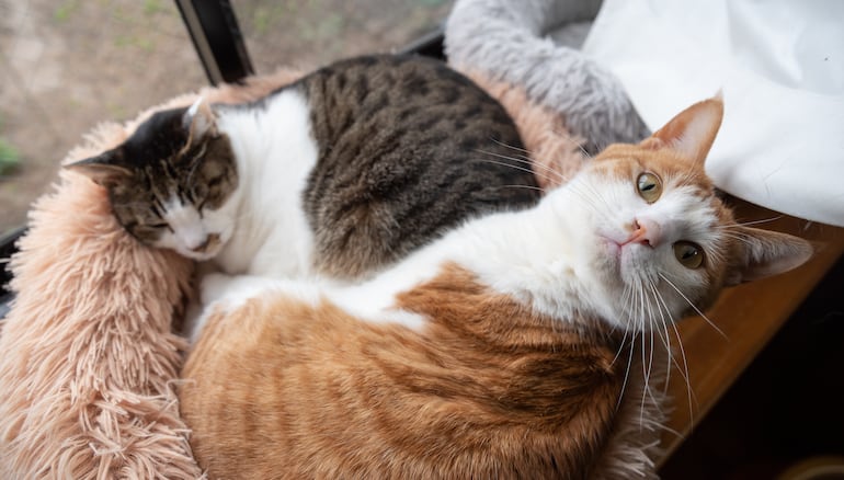 Dos gatos.