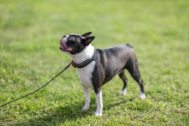 Perro de la raza Boston Terrier.