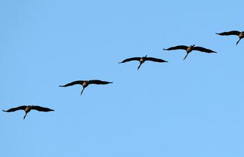 Bandada de aves migratorias