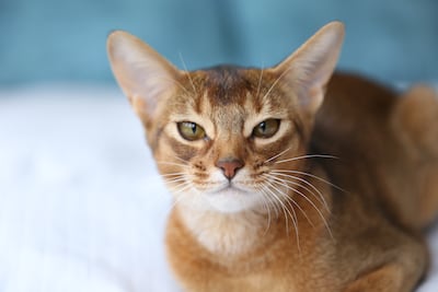 Gato abisinio.