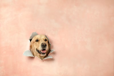 Perro de la raza golden retriever.