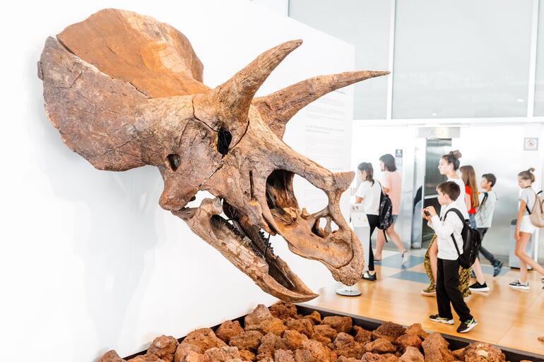 Personas observan un fósil de dinosaurio triceratops durante su visita al Museo de Ciencia Cosmocaixa, Barcelona.