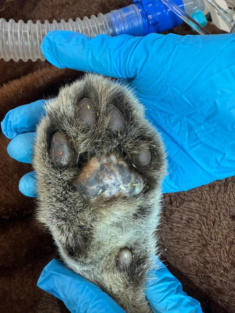 Un cachorro de puma desnutrido es rescatado en Katueté y recibe atención en hospital faunístico
