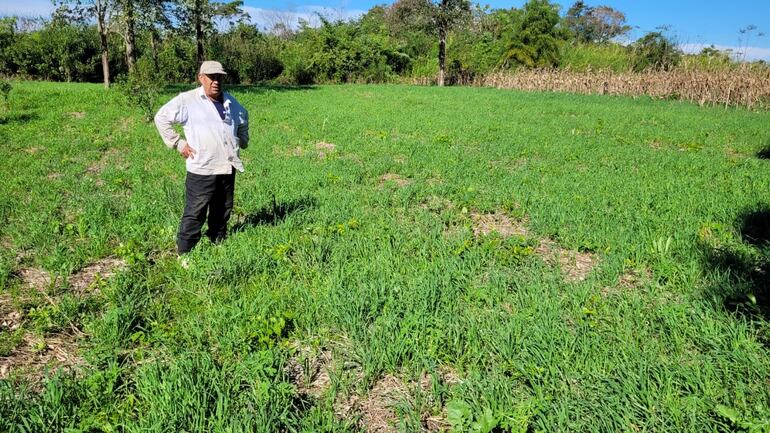 Vitalino Reyes muestra el cultivo de avena negra en su finca de San Roque de San Juan Nepomuceno.