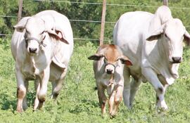 La economía nacional, que tiene como uno de sus pilares la ganadería, encara su deuda pública.