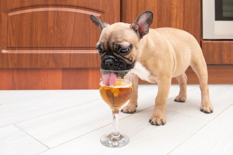 Un buldog francés toma cerveza de una copa dejada en el piso.
