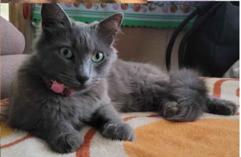 Pichi es su nombre y se extravió cuando llevaba puesto un collar color rosado con pequeñas flores.